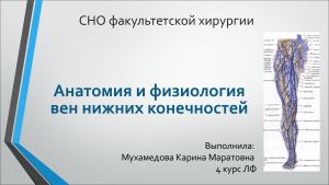 Анатомия и физиология вен нижних конечностей