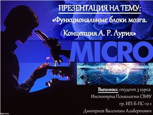 Функциональные блоки мозга
